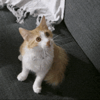 No Way What GIF by Hill's Pet Nutrition No Way What GIF by Hill's Pet Nutrition