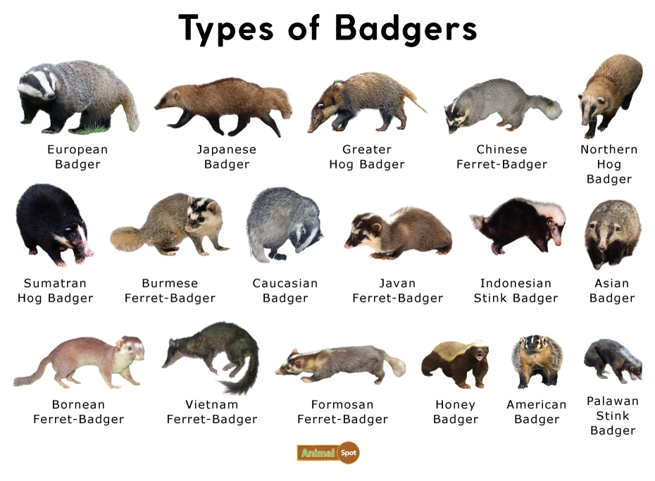 Types-of-Badger.jpg