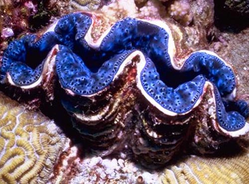 giant-clams.jpg