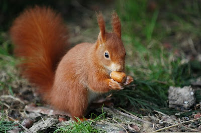 red+squirrel.jpg