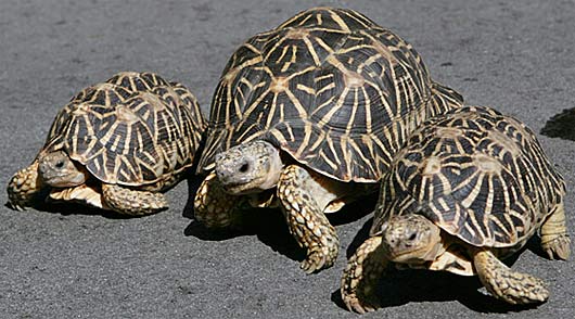 indian-star-tortoises-race.jpg