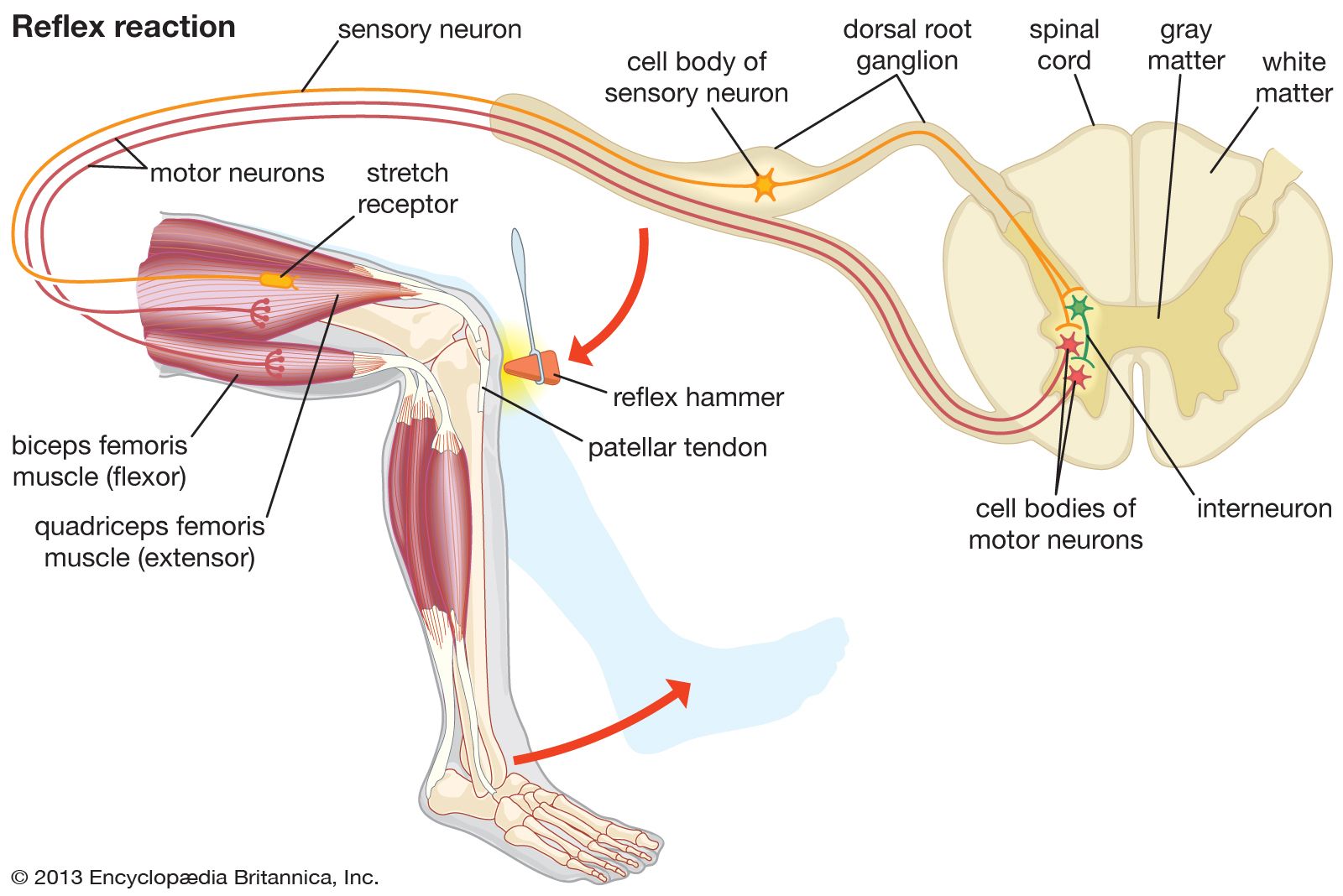 Knee-jerk-reflex-motor-neuron-connection.jpg