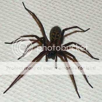 giant-house-spider.jpg