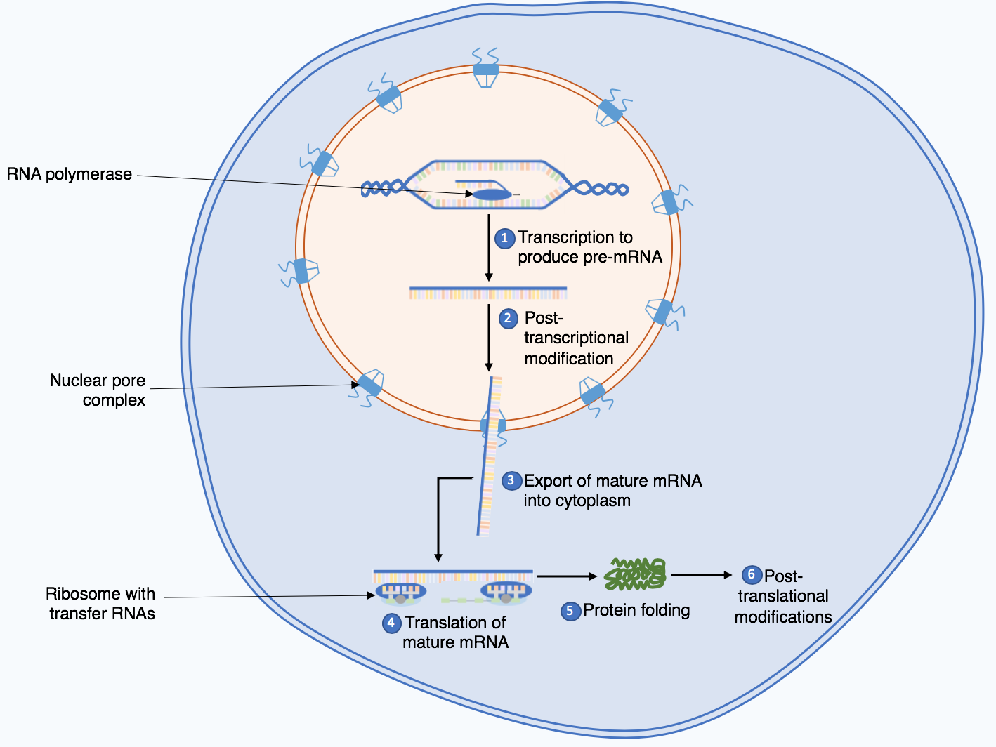 Summary_of_the_protein_biosynthesis_process.png