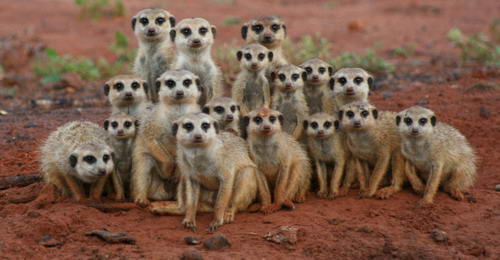 meerkats.jpg