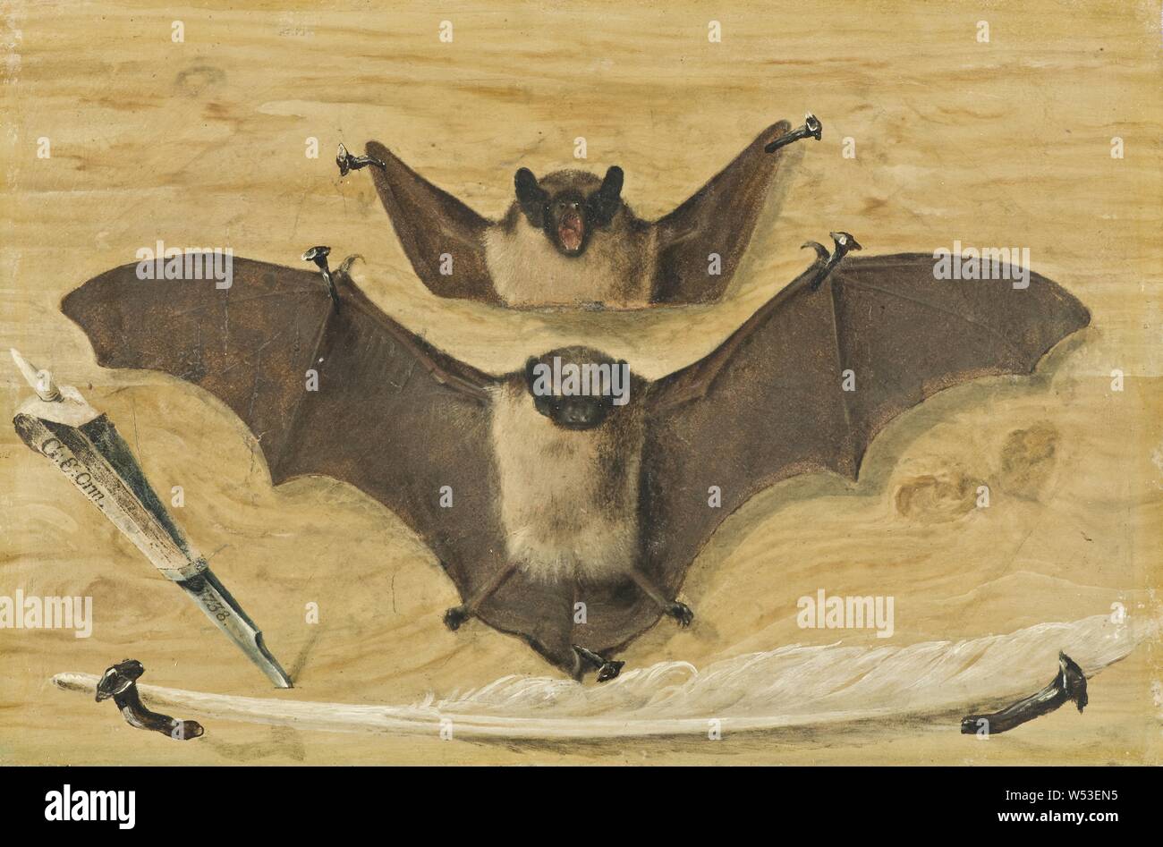 gabriel-orm-trompe-loeil-two-bats-nailed-to-a-timber-wall-knife-and-quill-pen-the-bat-painting-two-on-a-board-wall-with-nails-suspended-leather-patches-knife-and-quill-painting-1738-oil-on-paper-or-vellum-mounted-on-metal-oil-on-paper-or-parchment-laid-on-iron-plate-height-294-cm-115-inches-width-196-cm-77-inches-inscription-174-on-paper-note-tergo-signed-g-e-orm-1738-on-knife-tv-about-the-bat-W53EN5.jpg