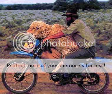 Sheep-on-Motorcycle.jpg