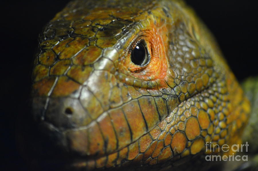 monitor-lizard-stare-shawn-obrien.jpg