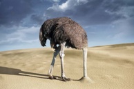 Ostrich%20head%20in%20sand%20small.jpg