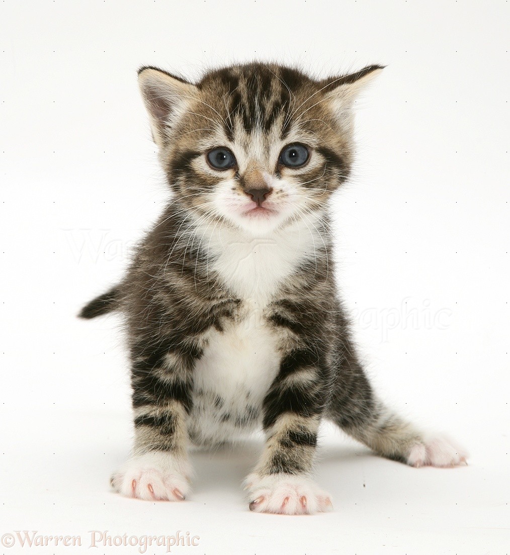 27878-Tabby-kitten-white-background.jpg