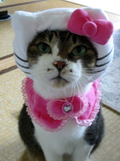 cat-in-hello-kitty-hat.png
