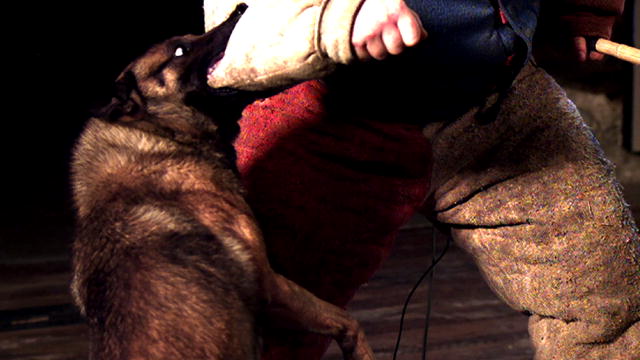 124267841680312555028901197_DogBite1.jpg