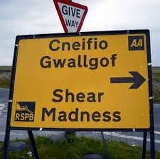 c5477e2990e9db908ea5f2a64d681fb8--welsh-language-lost-in-translation.jpg